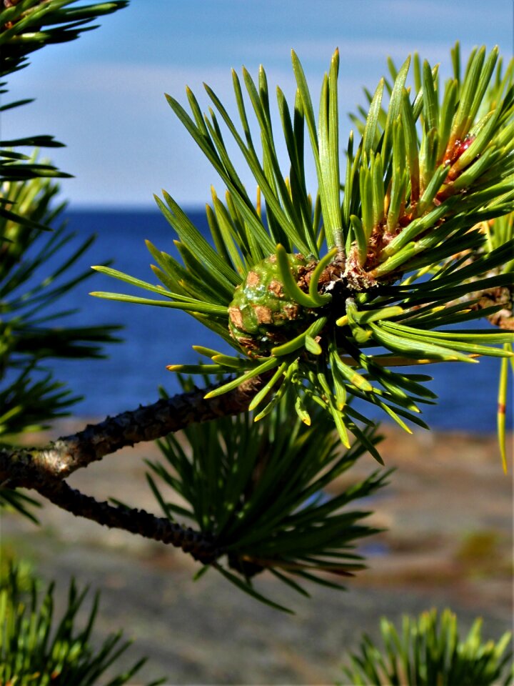 Pine cone merenran to
