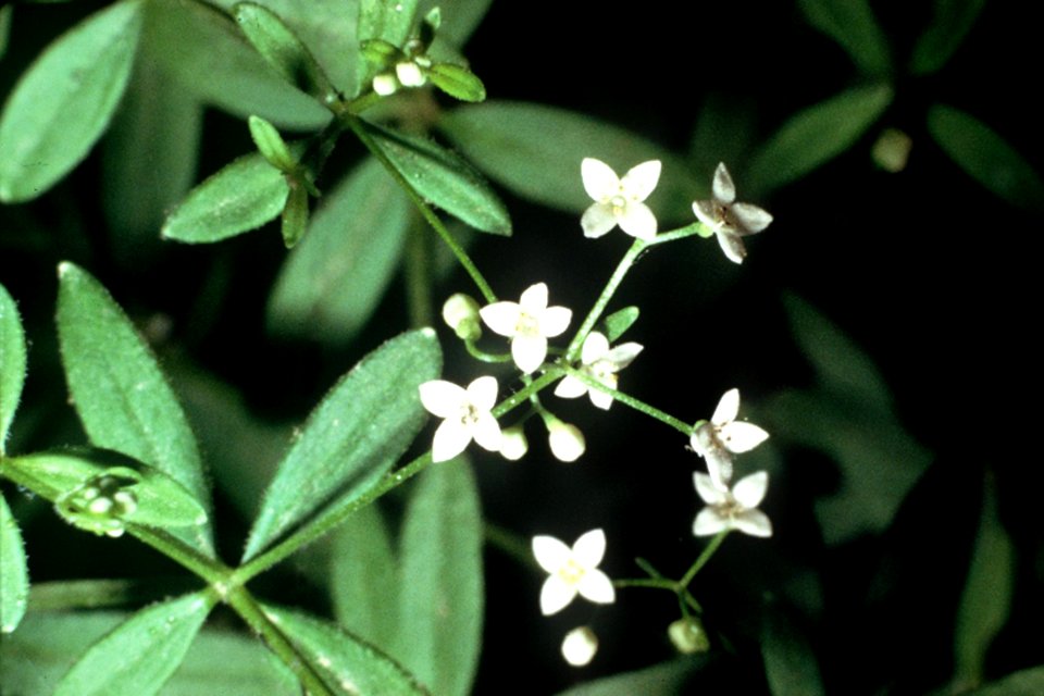 Galium obtusum NRCS-1
