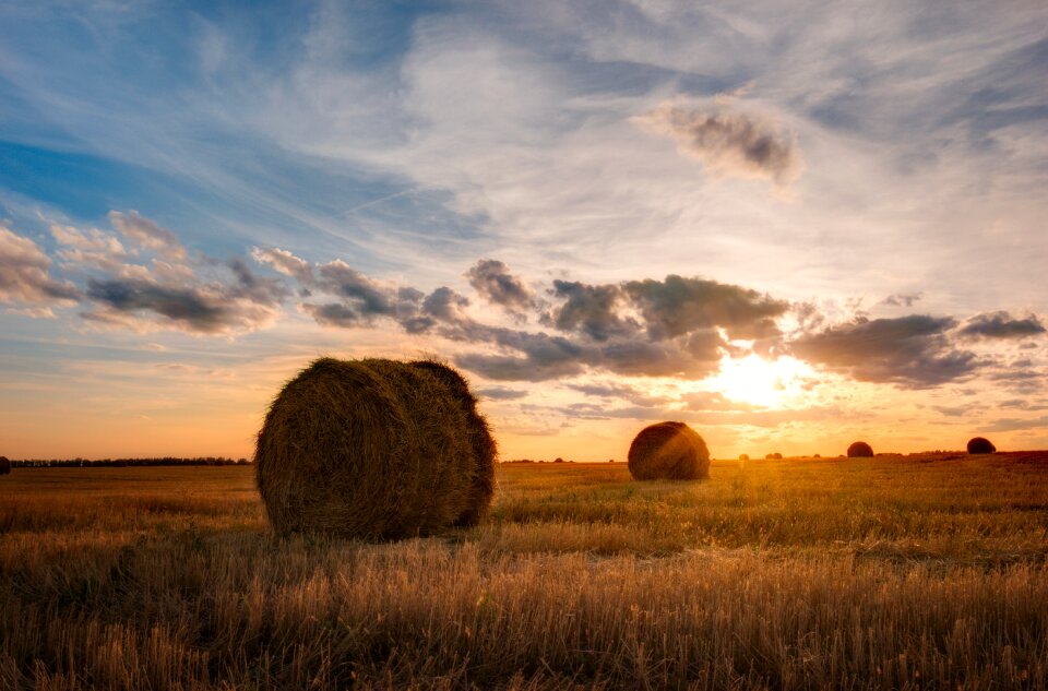 Field agrofirm sky