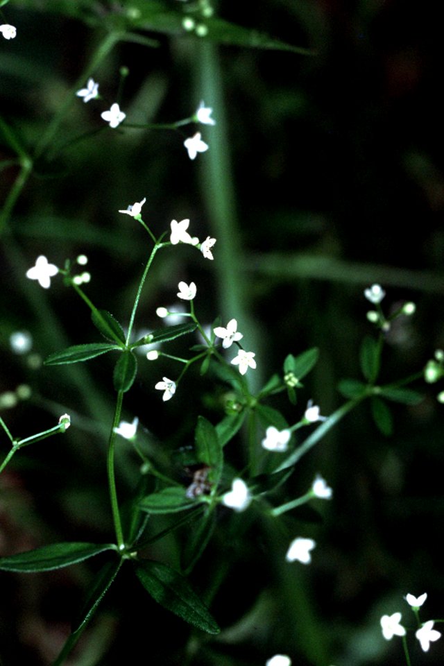 Galium tinctorium NRCS-1