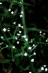 Galium tinctorium NRCS-1