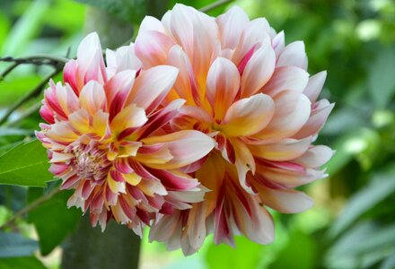 Plant horticulture botany