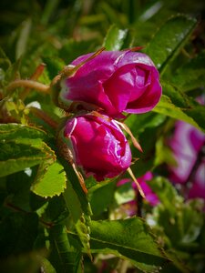 Withered rose buds opens
