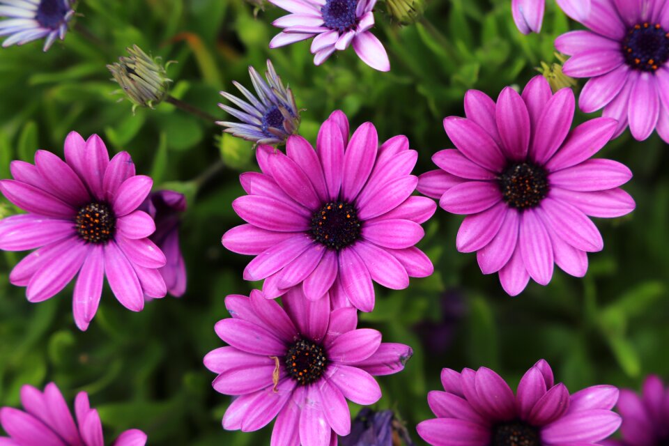 Garden summer petal
