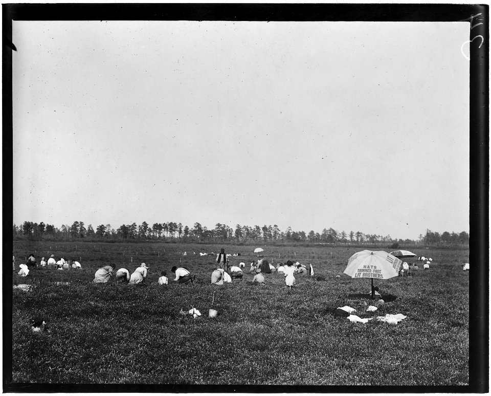 General view of part of Whites Bog. Brown Mills, N.J. - NARA - 523266