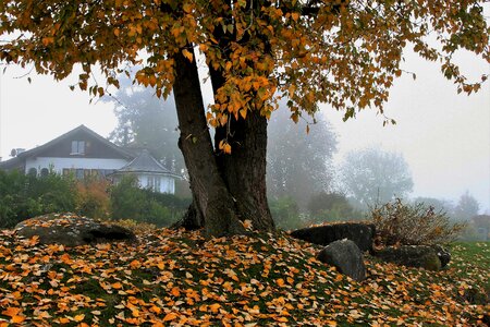 Autumn tree leaf