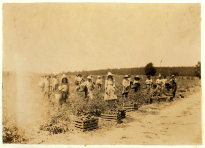 General view of part of the force picking tomatoes on farm of W.T. Hill. There were about 25 children-most of them 8 to 15 years old. 'When school opens next month you bet we have to quit LOC nclc.00580