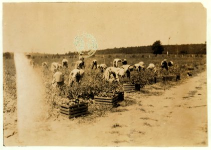 General view of part of the force picking tomatoes on farm of W.T. Hill. There were about 25 children-most of them 8 to 15 years old. 'When school opens next month you bet we have to quit LOC nclc.00579