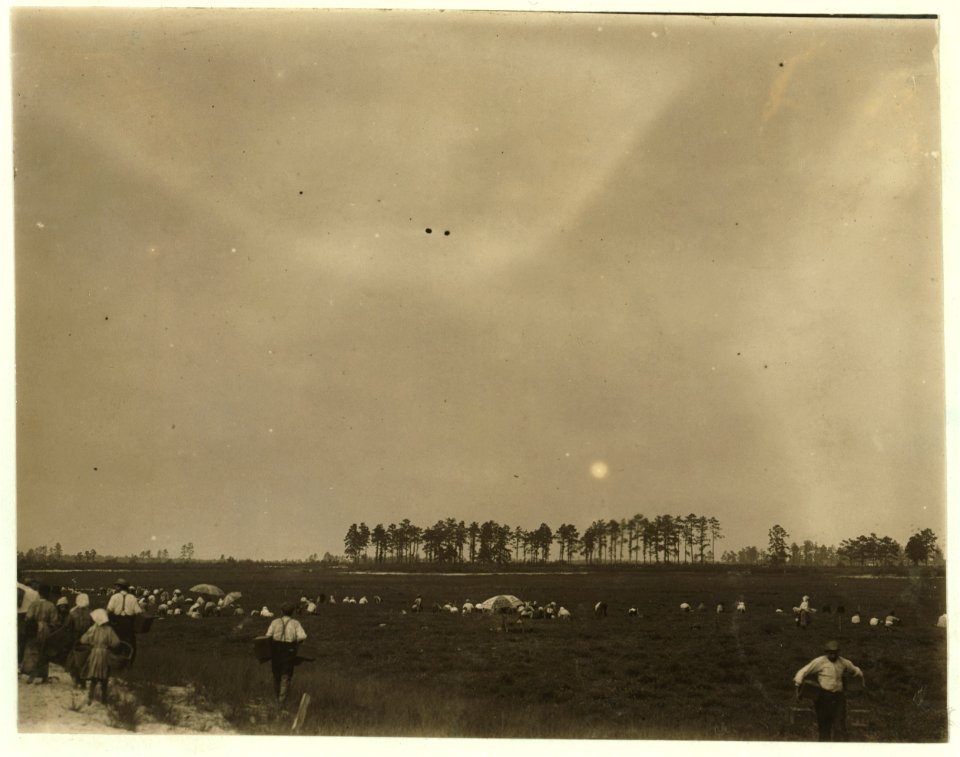 General View, Whites Bog, Browns Mills, N.J. This is the fourth week of school and the people here expect to remain two weeks more. E.F. Brown (Witness). LOC nclc.05295