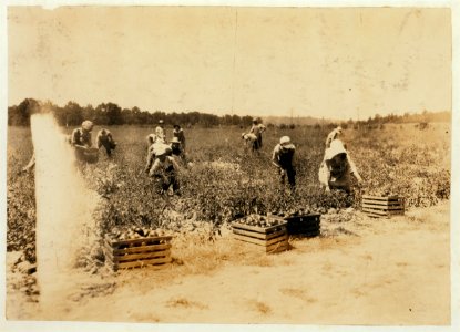 General view of part of the force picking tomatoes on farm of W.T. Hill. There were about 25 children-most of them 8 to 15 years old. 'When school opens next month you bet we have to quit LOC nclc.00578