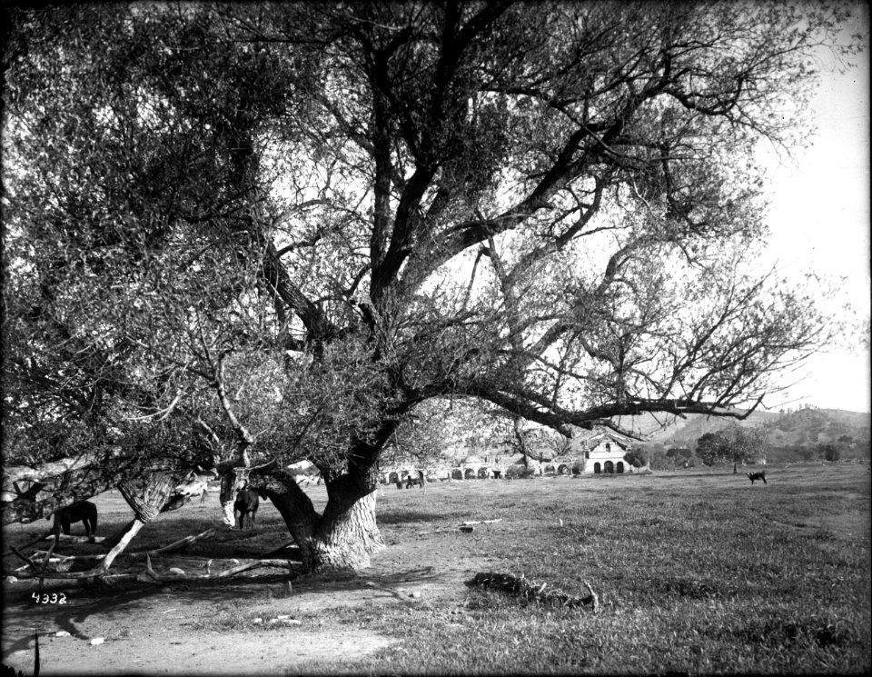 General view, from the trees, of Mission San Antonio de Padua, California, 1906 (CHS-4332)