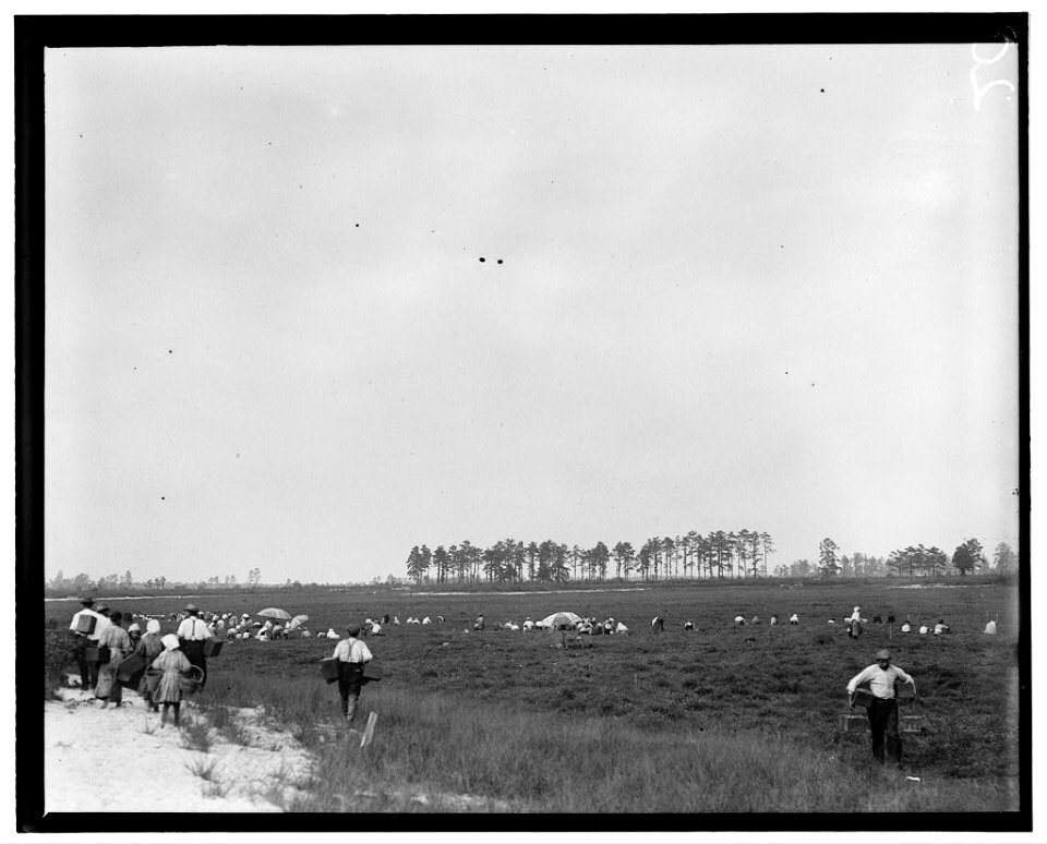 General View, Whites Bog, Browns Mills, N.J. This is the fourth week of school and the people here expect to remain two weeks more. E.F. Brown (Witness). LOC nclc.05295