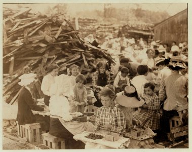 General view of the 'hulling' station of the H. A. Johnson Company at Seaford, Del. There are about 400 workers at this station of which it is estimated 220 are children ranging from 2 years LOC nclc.00785
