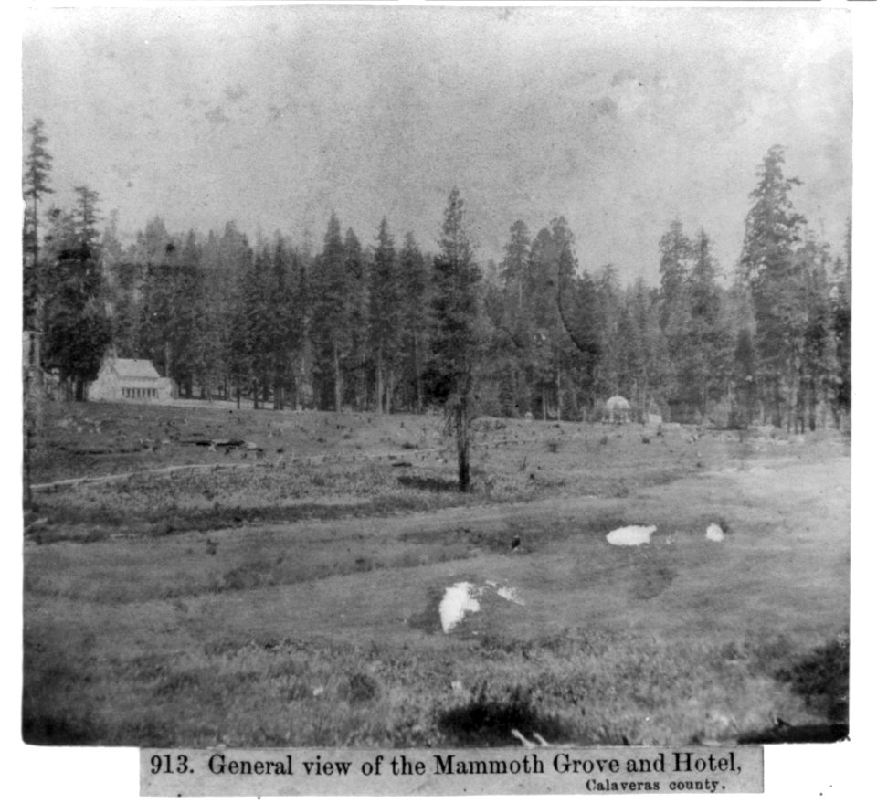 General View of the Mammoth Grove and Hotel, Calaveras County LCCN2002721320