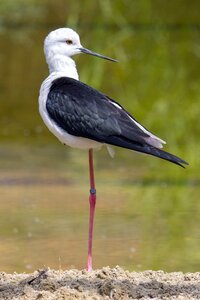 Nature animal stilt