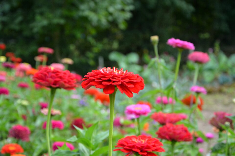 Parterre small petals plant