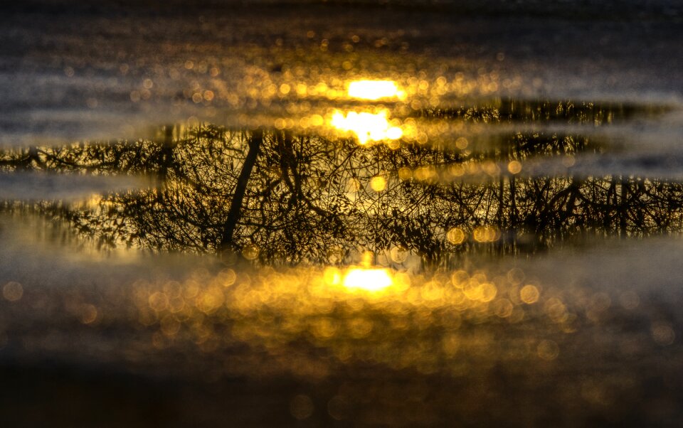Tree aesthetic puddle photography
