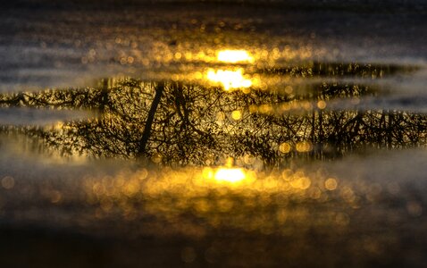 Tree aesthetic puddle photography