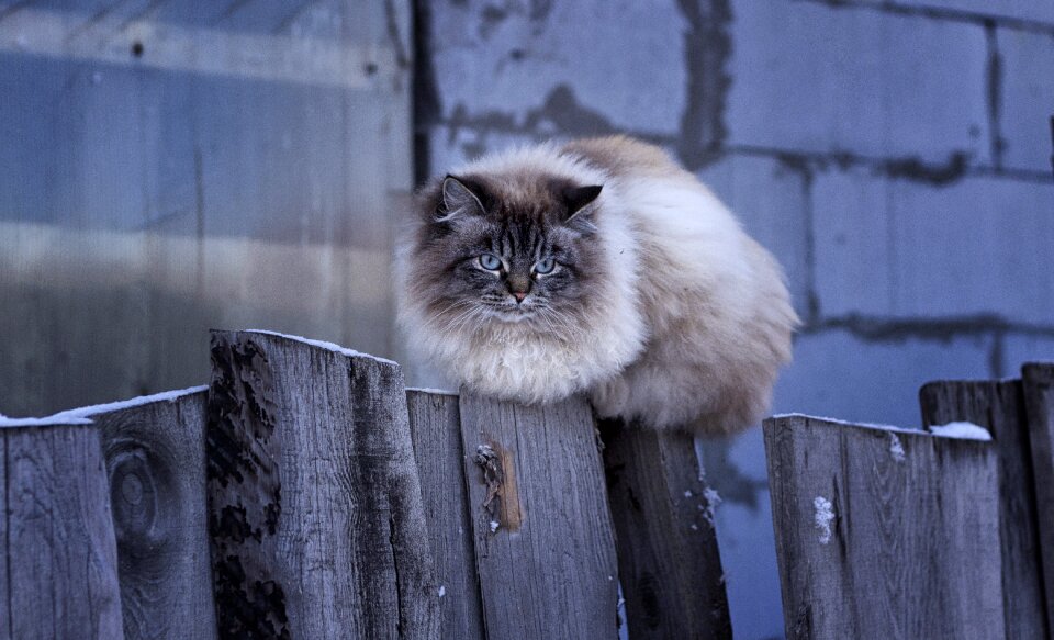Fence mammals cat