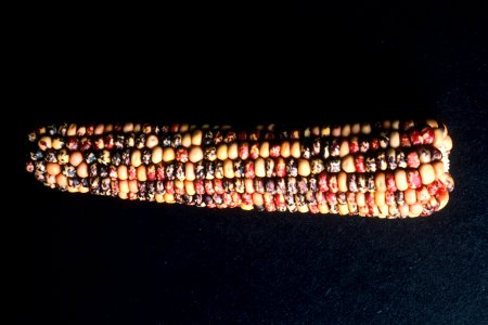 Genetic corn photo