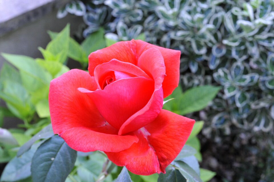 Nature garden rosebush