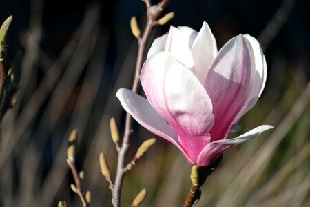 Pink magnolia spring photo