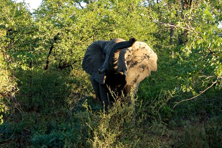Africa kruger park elephant