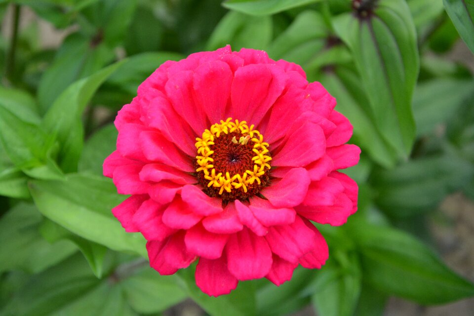 Offer nature garden flowering