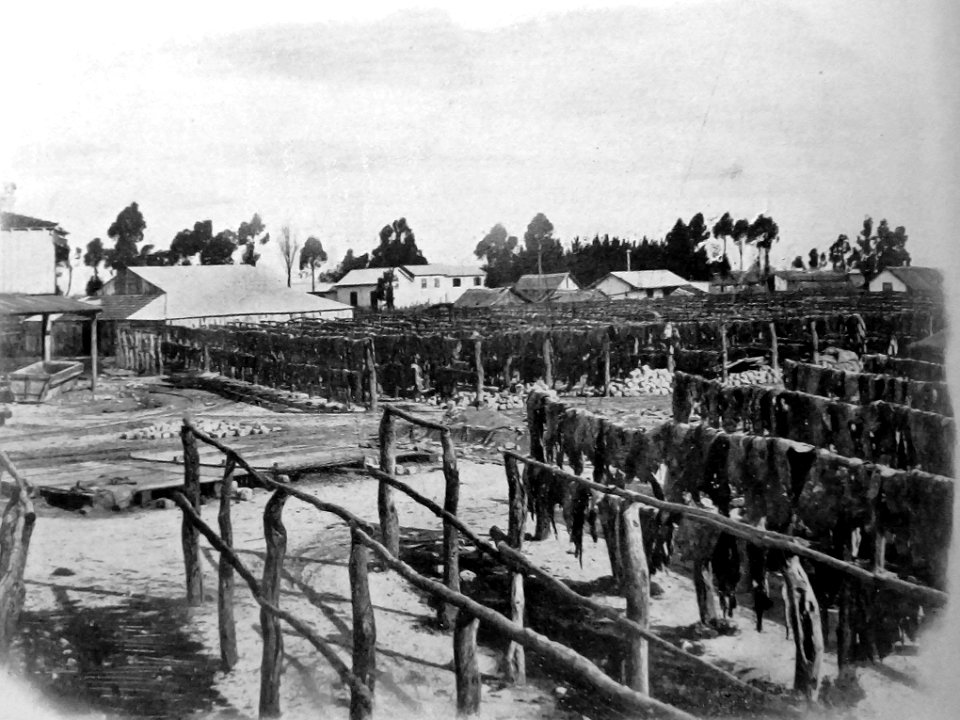 El Saladero San Luis de Berisso 03