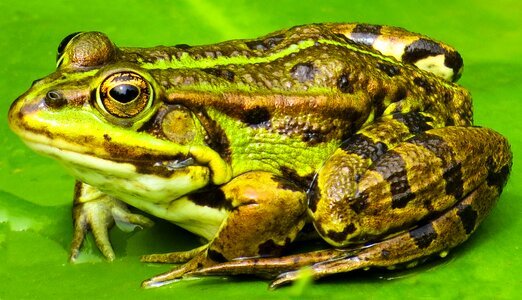 Pond green amphibian