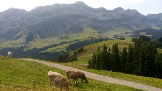 Landscape mountains swiss alps photo