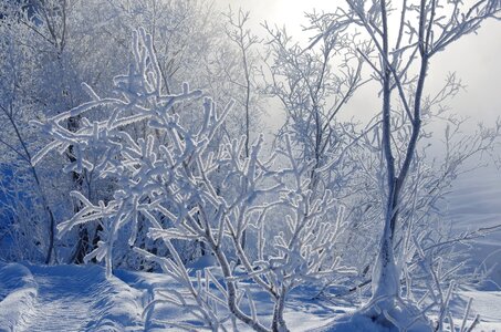 Snowdrifts trees glaciation photo