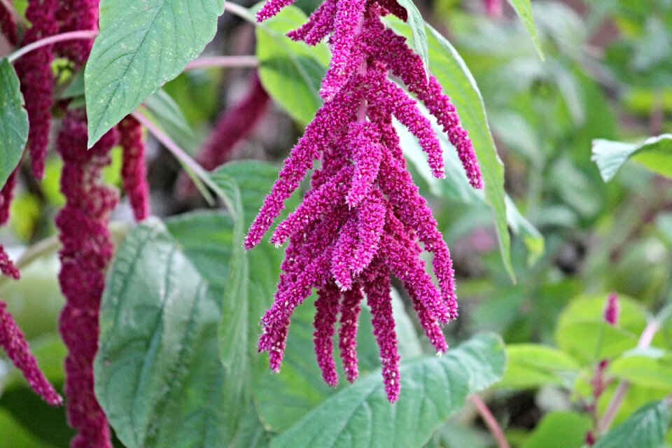 Garden-fox tail amaranthus caudatus flower garden