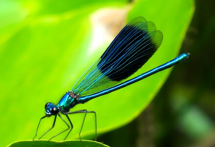 Wing flight insect blue dragonfly photo