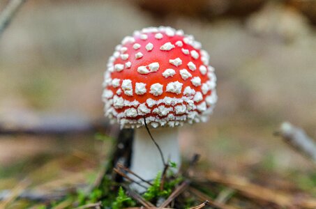Fungus autumn background photo