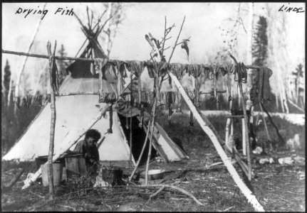 Elderly Indian woman outside teepee, with fish drying on poles in foreground LCCN2006679026 photo