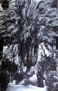 Elche. 12. Palmera del Cura