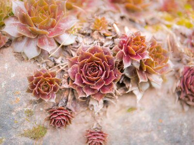 Flowers succulents close up photo
