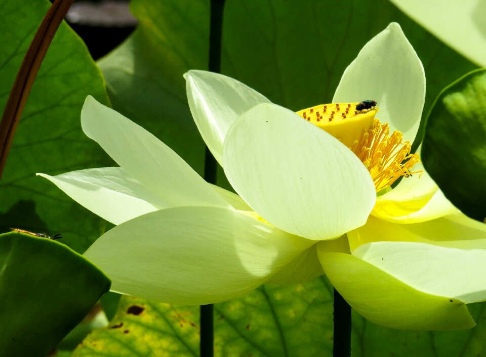 Bloom lotus lotus blossom