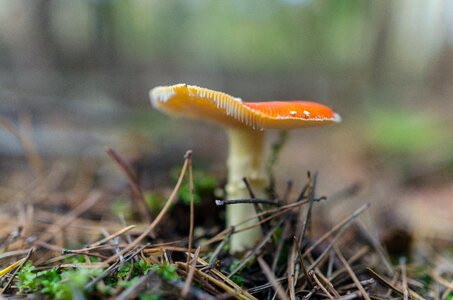 Fungus autumn background