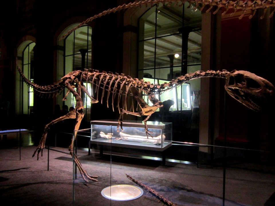 Elaphrosaurus Berlin