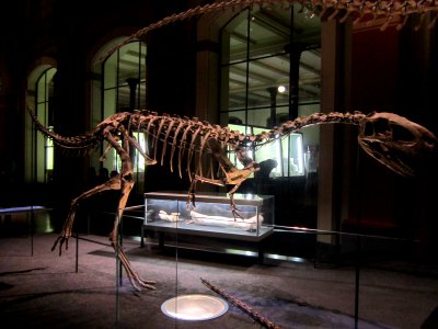 Elaphrosaurus Berlin