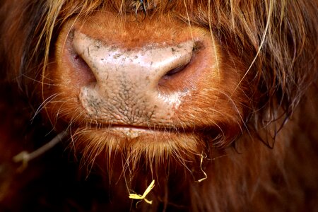 Chew farm animal snout