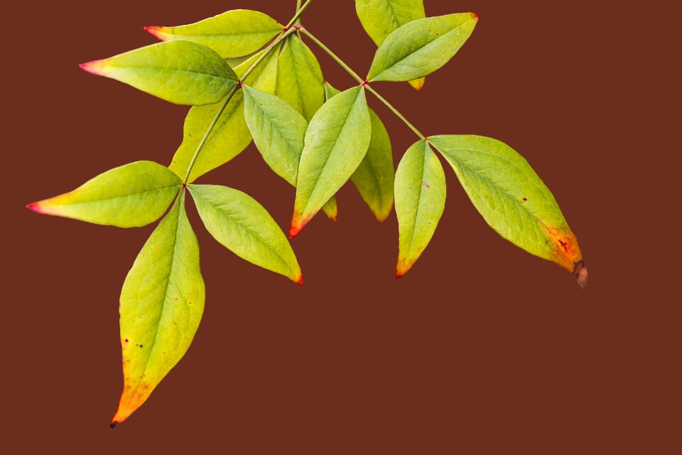 Fall nature season
