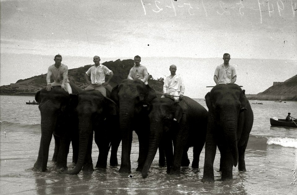 Elefantes del circo Kroner en la playa de la Concha (2 de 5) - Fondo Car-Kutxa Fototeka