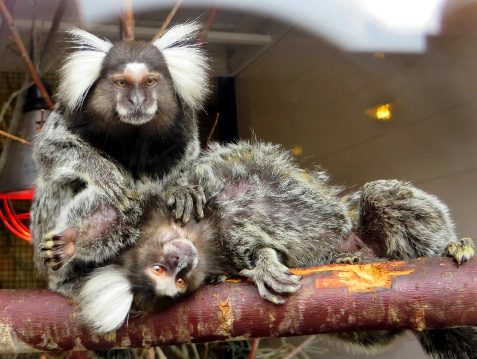 Cébidés épouillage zoo