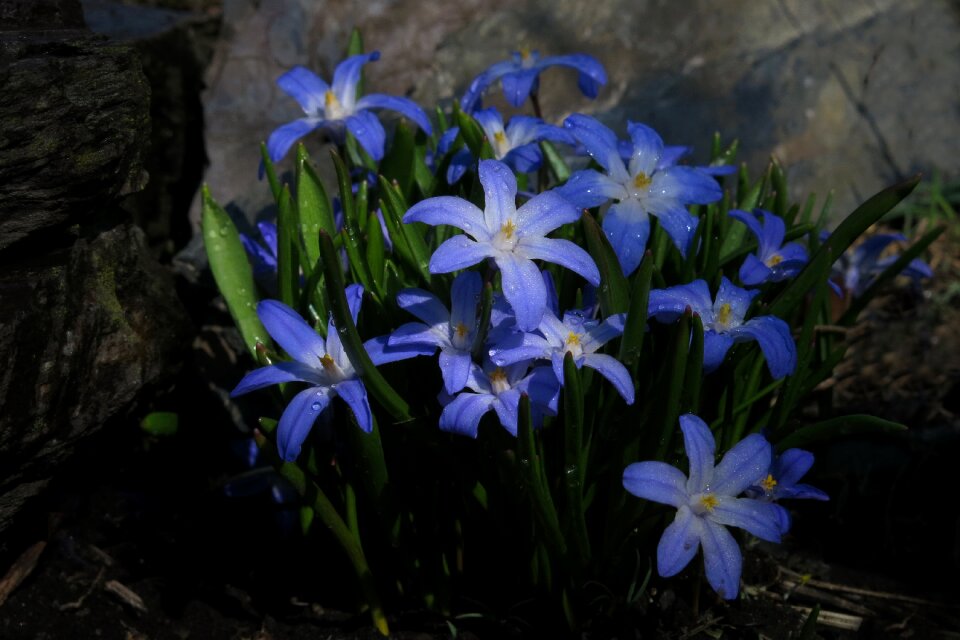 Snow pride starflower nature