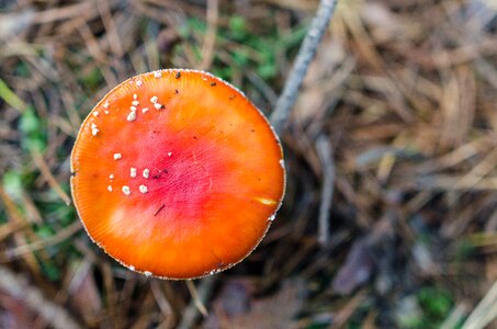 Fungus autumn background