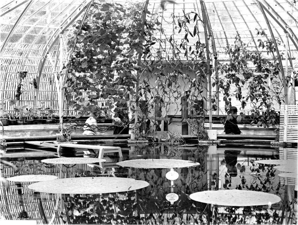 ErfgoedLeiden LEI001014797 Kas met Victoria Regia in de Hortus Botanicus