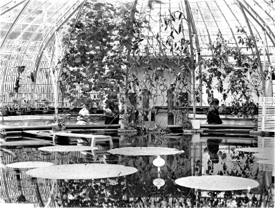 ErfgoedLeiden LEI001014797 Kas met Victoria Regia in de Hortus Botanicus photo